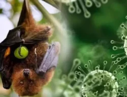Mengganas di India, Kini Indonesia di Bawah Bayang-bayang Virus Nipah