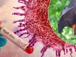 Merebak di India, Kemenkes Terbitkan Surat Edaran Virus Nipah, Masyarakat Indonesia Diminta Waspada