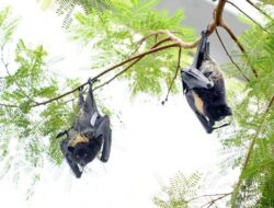 Virus Nipah di Sekitar Kita: Jejak Kelelawar Buah yang Membawa Ancaman