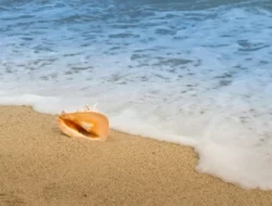 Pantai Sukamade, Surga Tersembunyi di Taman Nasional Meru Betiri di Jawa Timur
