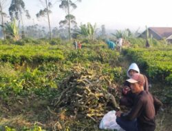 PTPN I Laporkan 13 Kasus Pengerusakan Kebun Teh di Jabar ke Polisi, 300 Ribu Pohon Teh Rusak