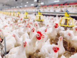 KADIN: MBG Instrumen Pertumbuhan Ekonomi Baru, Berkah Bagi Petani dan Peternak