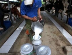 BGN: Indonesia Butuh Tambahan 144 Juta Liter Susu Segar Untuk Program MBG Tiap Tahun