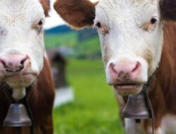 Kepala BGN, Dadan Hindayana Akui Sebut SPPG Potong 19 Ribu Ekor Sapi Tiap Hari Itu Hanya Pengandaian