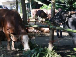 Menkeu Purbaya Ngaku Tak Tahu Menahu Anggaran Rp. 100 Miliar Untuk Borong Sapi Kurban Prabowo