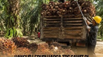 Harga TBS Sawit di Pessel Anjlok Jadi Rp. 700/Kg, Petani Menjerit di Tengah Harga Pupuk Melambung