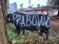 MUI Nilai 1.098 Sapi Kurban Presiden Prabowo Pakai Uang APBN Bagus Untuk Rakyat