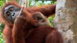 Kabar Gembira! Orang Utan Sumatera Wenda Melahirkan Bayi Betina di Cagar Alam Jantho
